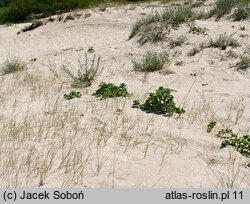 Eryngium maritimum (mikołajek nadmorski)