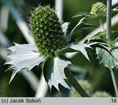 Eryngium giganteum (mikołajek olbrzymi)