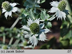 Eryngium giganteum (mikołajek olbrzymi)