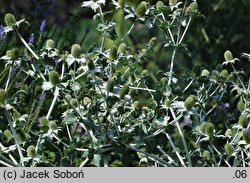 Eryngium giganteum (mikołajek olbrzymi)