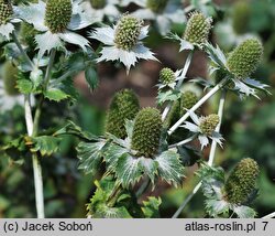 Eryngium giganteum (mikołajek olbrzymi)