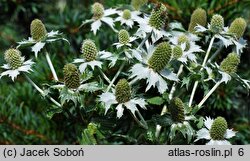 Eryngium giganteum (mikołajek olbrzymi)