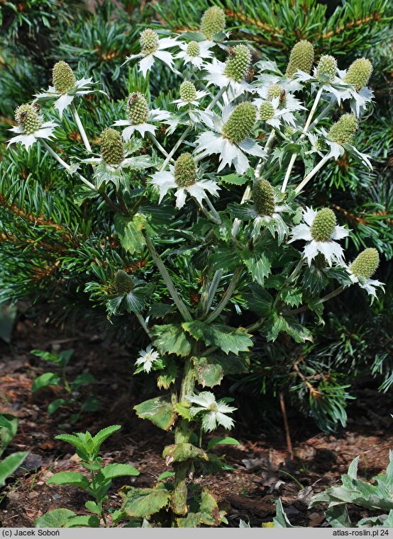 Eryngium giganteum (mikołajek olbrzymi)