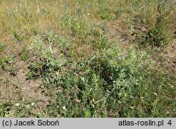 Eryngium campestre (mikołajek polny)