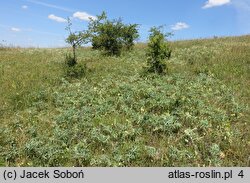 Eryngium campestre (mikołajek polny)