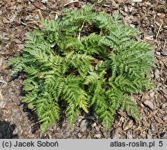 Adonis amurensis (miłek amurski)