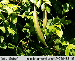 Campsis radicans (milin amerykański)