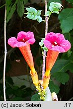 Campsis radicans (milin amerykański)