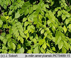 Campsis radicans (milin amerykański)