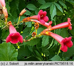 Campsis radicans (milin amerykański)