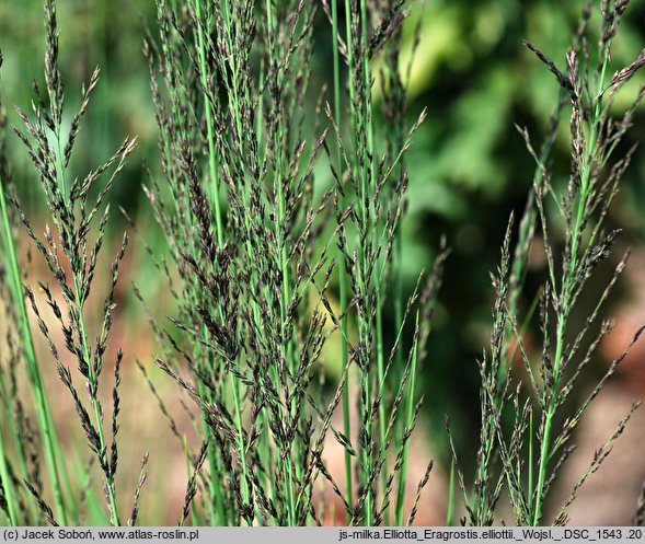 Eragrostis elliottii (miłka Elliotta)