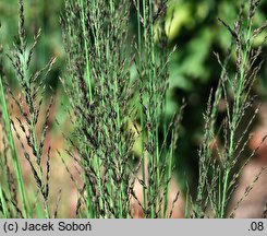 Eragrostis elliottii (miłka Elliotta)