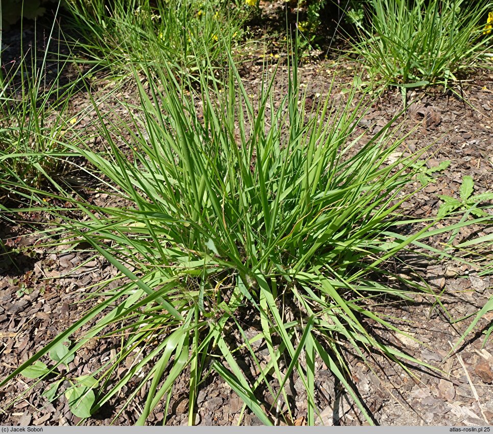 Eragrostis spectabilis (miłka okazała)