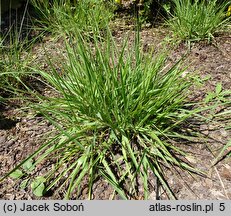 Eragrostis spectabilis (miłka okazała)