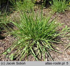 Eragrostis spectabilis (miłka okazała)