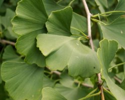 Ginkgo biloba