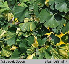 Ginkgo biloba Leda