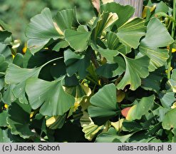 Ginkgo biloba Leda