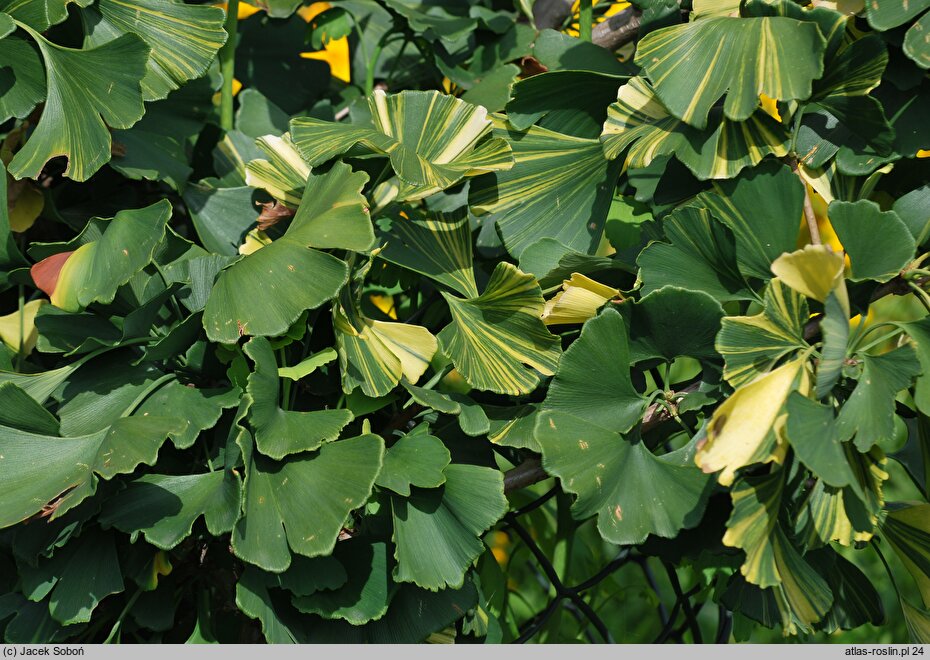 Ginkgo biloba Leda