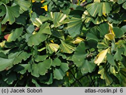 Ginkgo biloba Leda