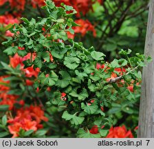 Ginkgo biloba Peve Maribo