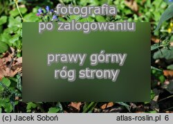 Pulmonaria longifolia (miodunka długolistna)