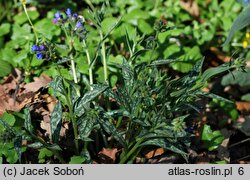 Pulmonaria longifolia (miodunka długolistna)