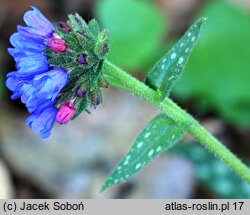 Pulmonaria longifolia (miodunka długolistna)