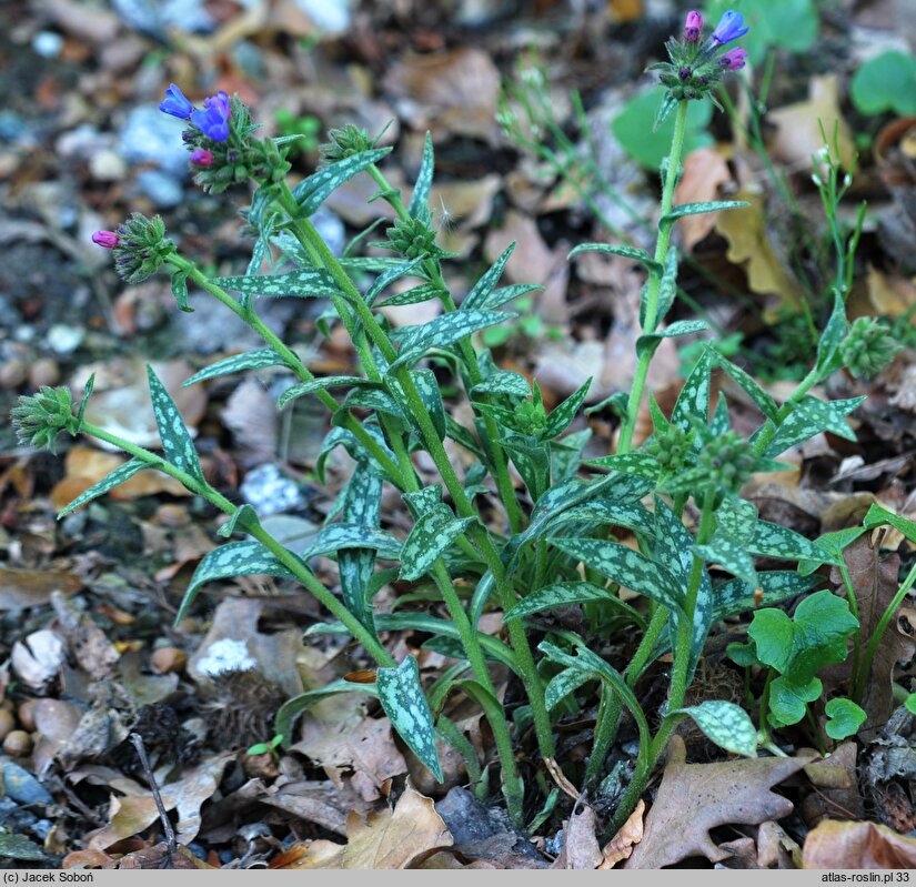 Pulmonaria longifolia (miodunka długolistna)