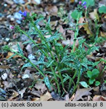 Pulmonaria longifolia (miodunka długolistna)