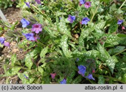 Pulmonaria saccharata (miodunka pstra)