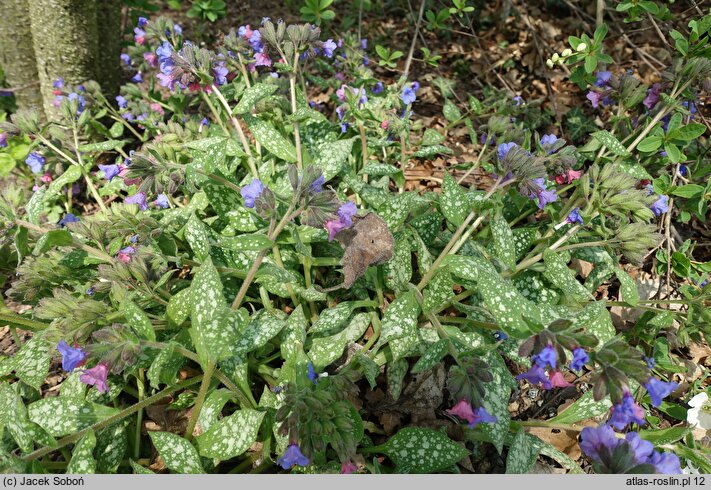 Pulmonaria saccharata (miodunka pstra)