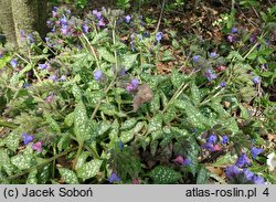 Pulmonaria saccharata (miodunka pstra)