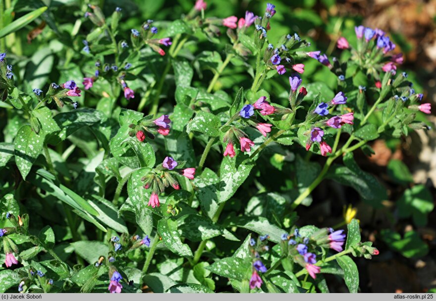 Pulmonaria Majeste