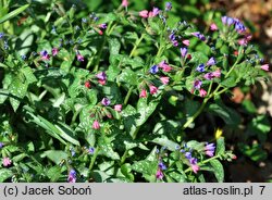 Pulmonaria Majeste