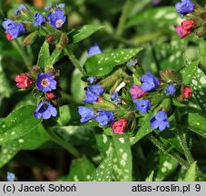 Pulmonaria Samurai