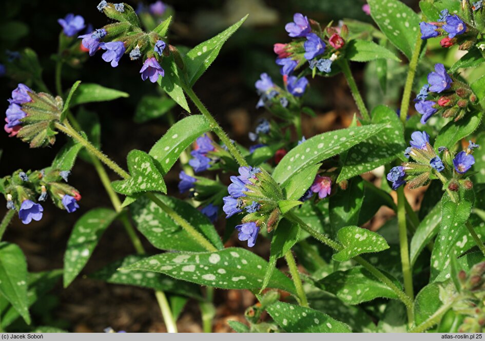 Pulmonaria Samurai