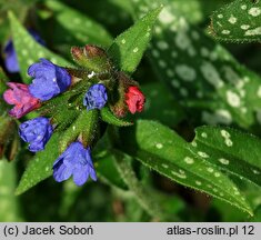 Pulmonaria Samurai