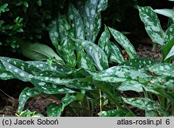 Pulmonaria Samurai