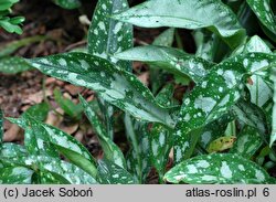 Pulmonaria Samurai