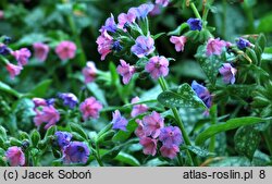 Pulmonaria Trevi Fountain