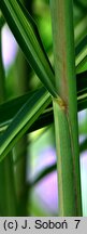 Miscanthus sinensis Jubilaris