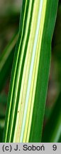 Miscanthus sinensis Jubilaris