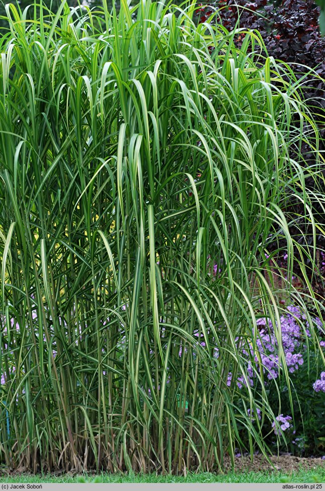 Miscanthus sinensis Jubilaris