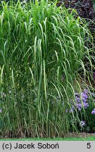 Miscanthus sinensis Jubilaris