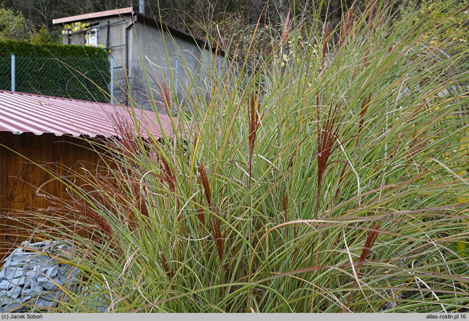 Miscanthus sinensis Morning Light