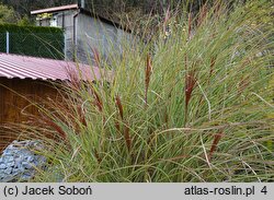 Miscanthus sinensis Morning Light