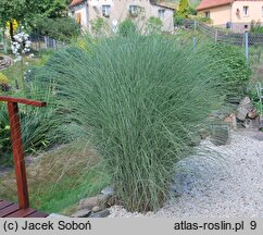 Miscanthus sinensis Morning Light