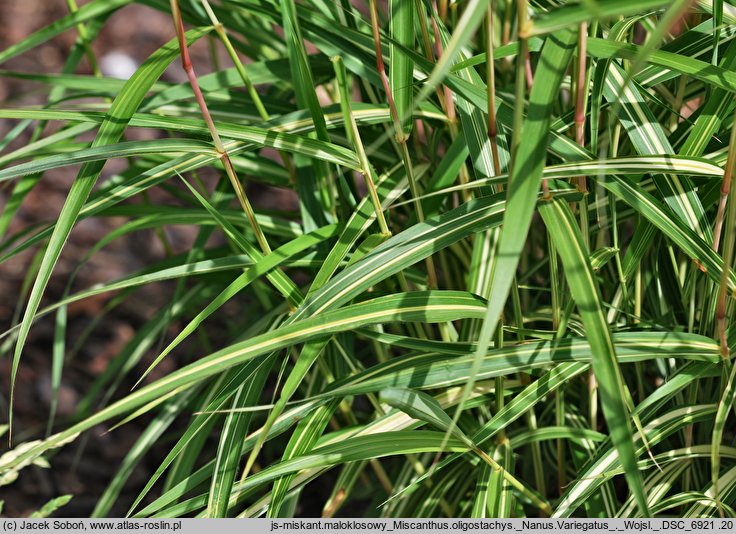 Miscanthus oligostachyus (miskant skąpouszkowy)