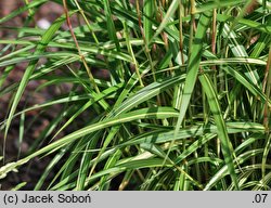 Miscanthus oligostachyus (miskant skąpouszkowy)